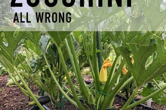 It’s Zucchini Season! How You’ve Been Growing Them All Wrong.